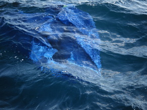 DSCF0393 - コピー